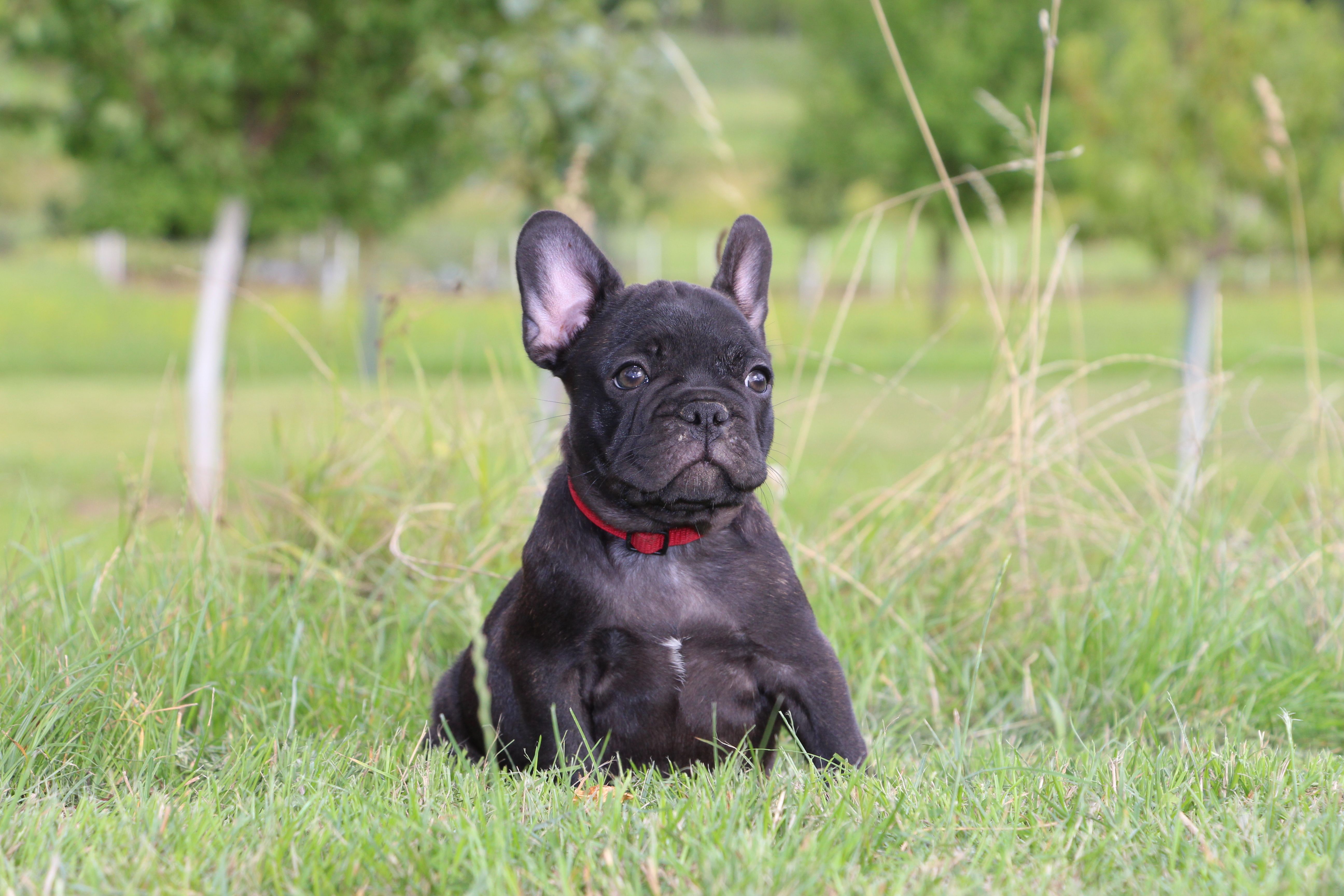 <svg class='red'></svg> <b>Mini Minnie</b> <svg class='red'></svg>